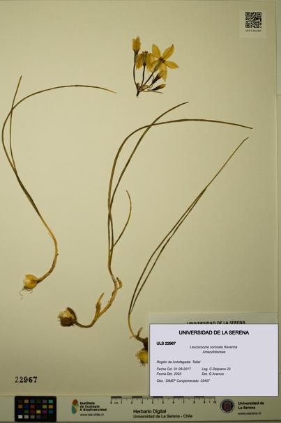 Leucocoryne coronata [Espécimen: ULS:ULS:0022967]