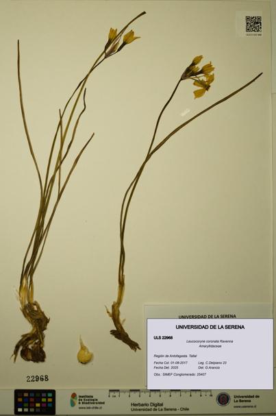 Leucocoryne coronata [Espécimen: ULS:ULS:0022968]