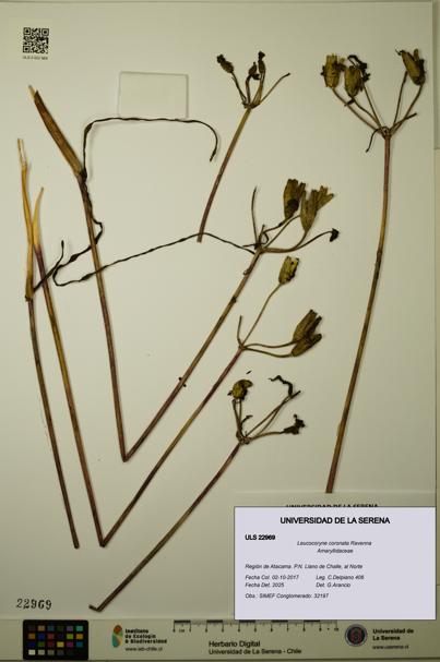 Leucocoryne coronata [Espécimen: ULS:ULS:0022969]