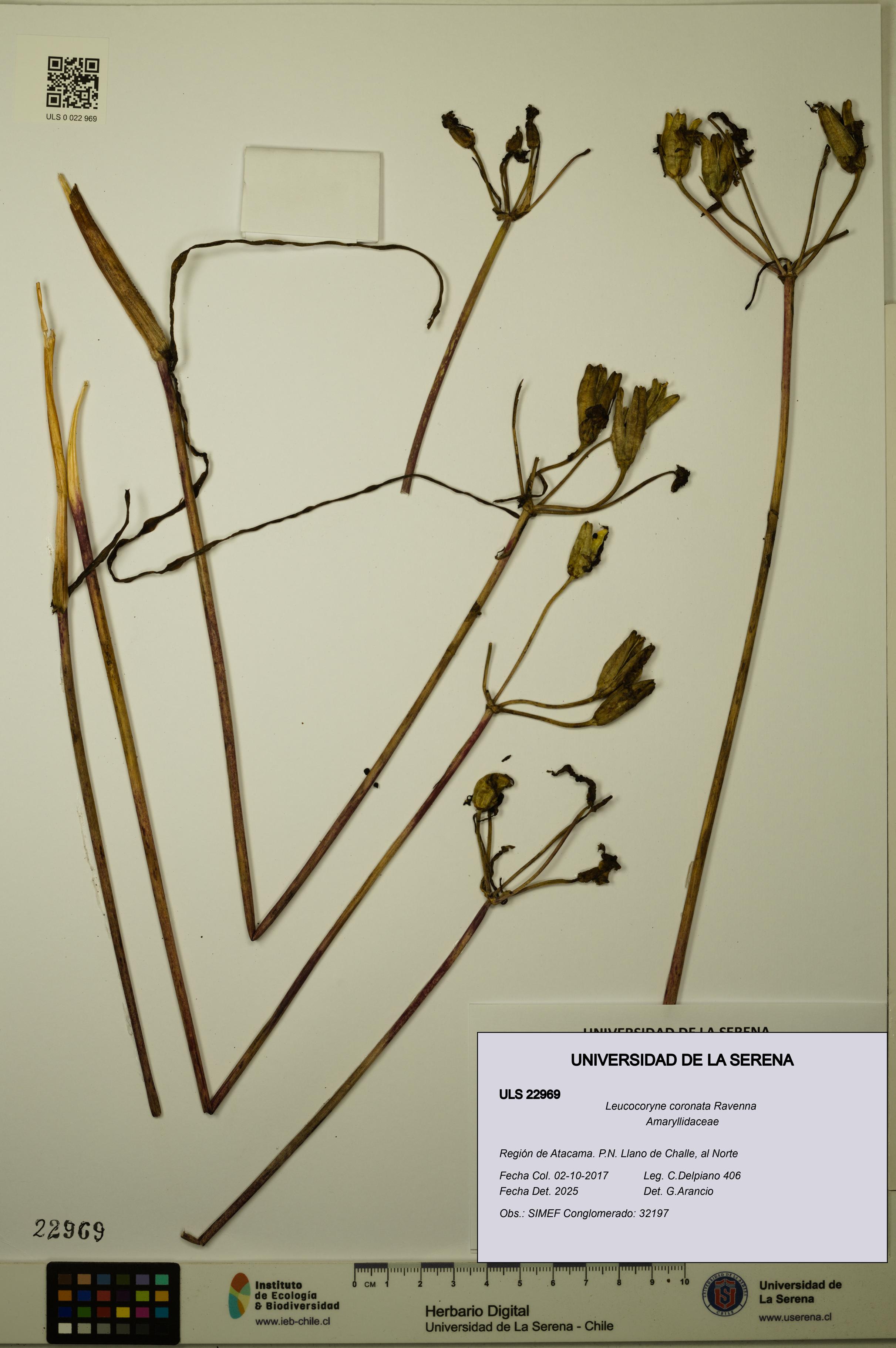 Leucocoryne coronata [Espécimen: ULS:ULS:0022969]