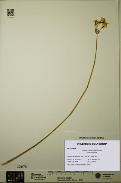 Leucocoryne coronata [Espécimen: ULS:ULS:0022970]