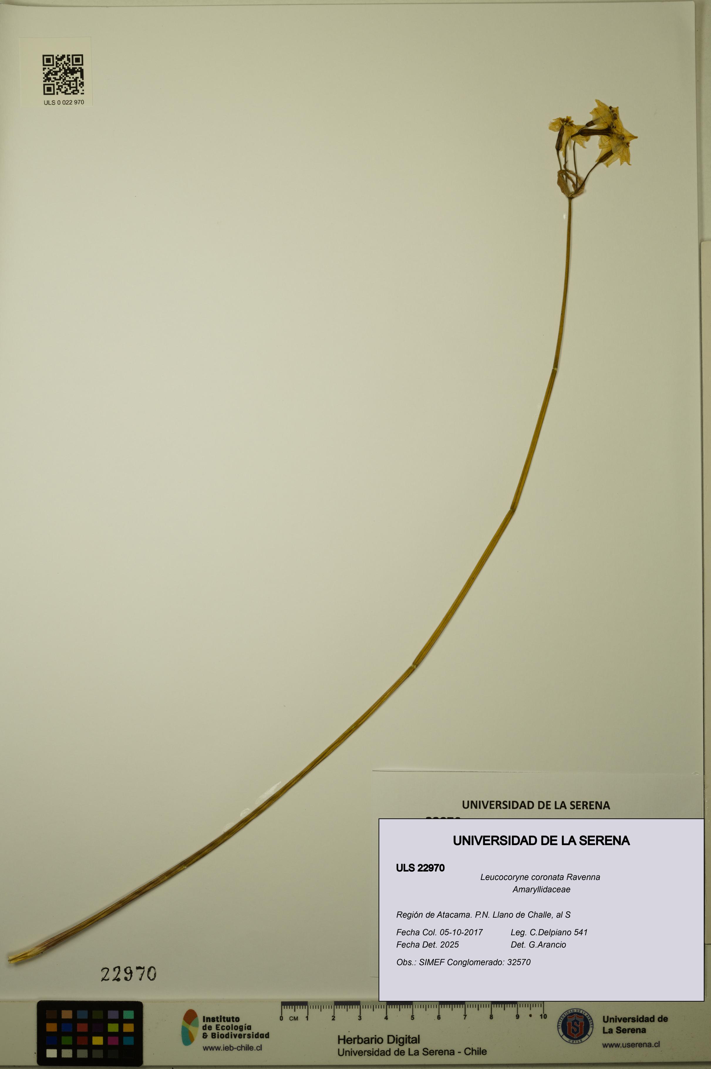 Leucocoryne coronata [Espécimen: ULS:ULS:0022970]