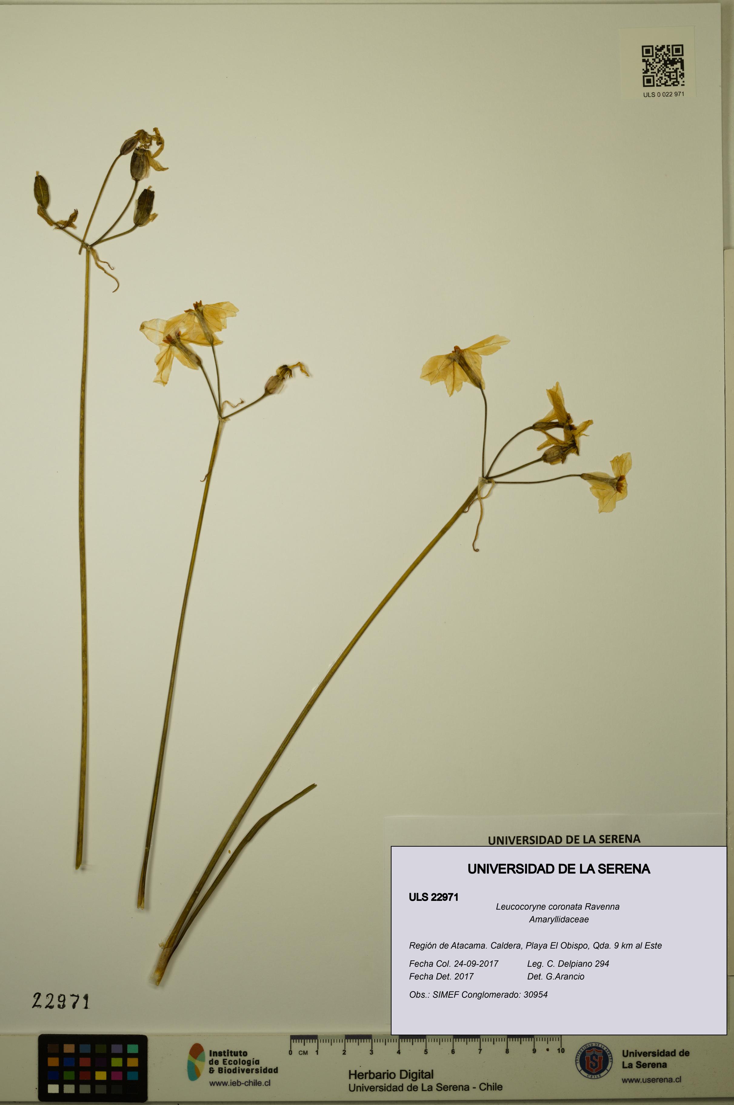 Leucocoryne coronata [Espécimen: ULS:ULS:0022971]