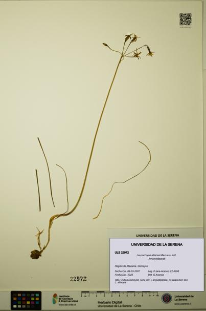 Leucocoryne alliacea [Espécimen: ULS:ULS:0022972]