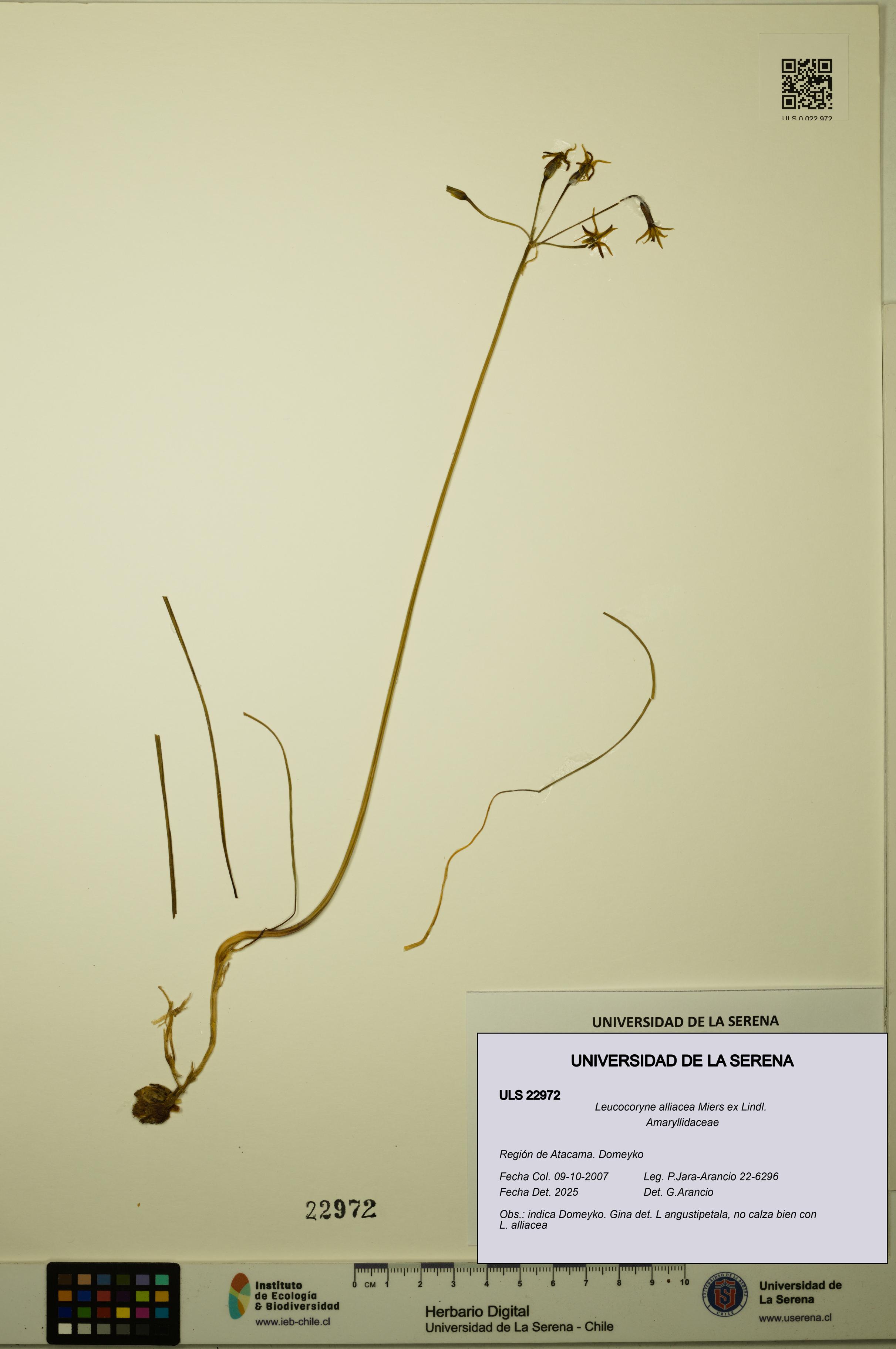 Leucocoryne alliacea [Espécimen: ULS:ULS:0022972]