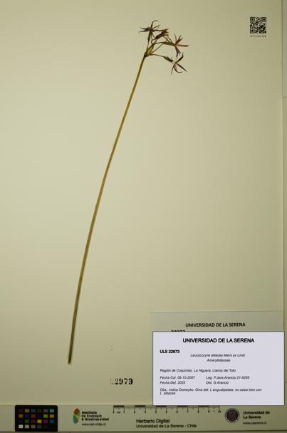 Leucocoryne alliacea [Espécimen: ULS:ULS:0022973]