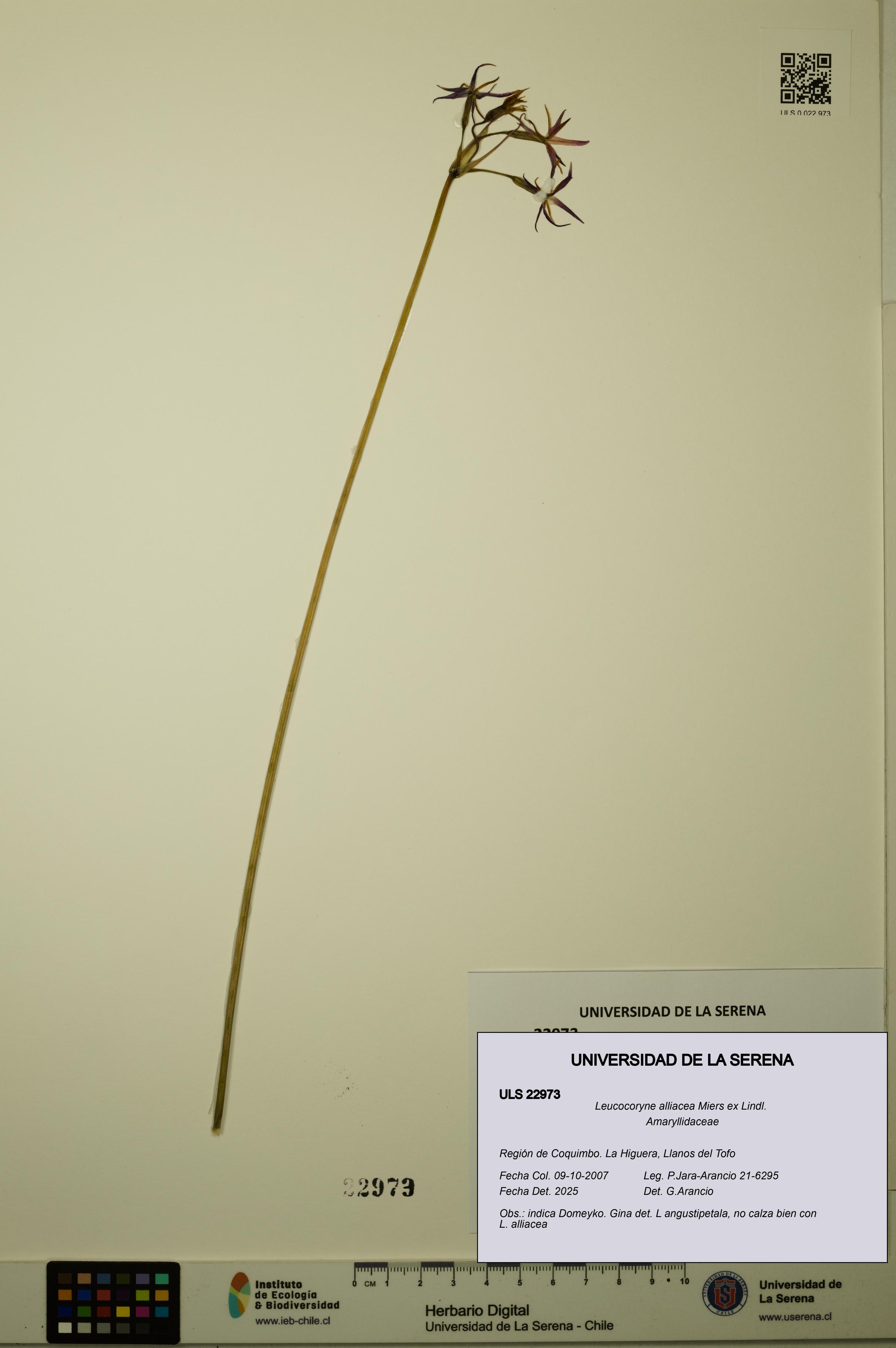 Leucocoryne alliacea [Espécimen: ULS:ULS:0022973]