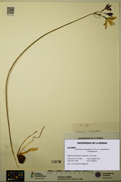 Leucocoryne coquimbensis var. coquimbensis [Espécimen: ULS:ULS:0022976]