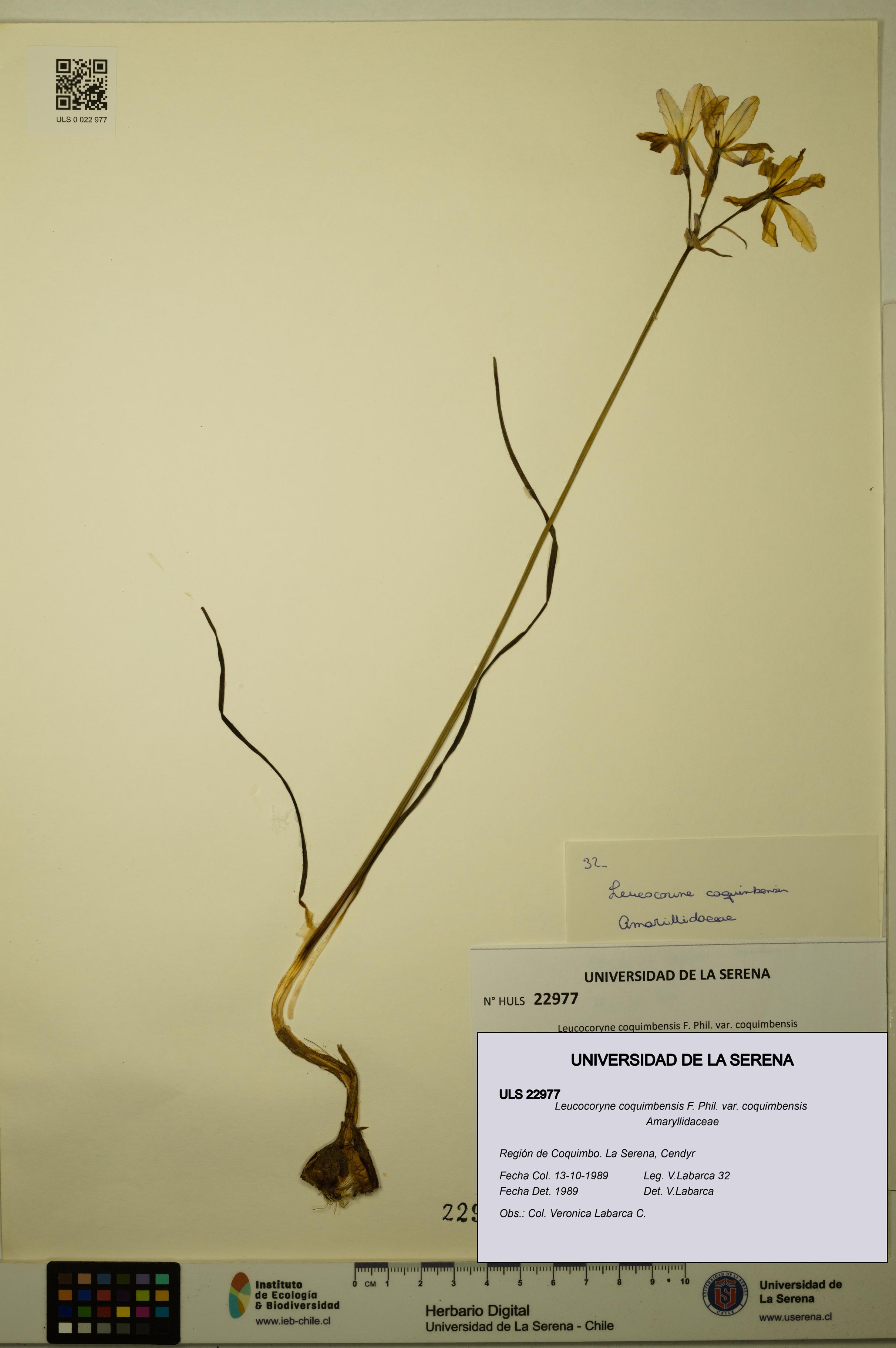 Leucocoryne coquimbensis var. coquimbensis [Espécimen: ULS:ULS:0022977]