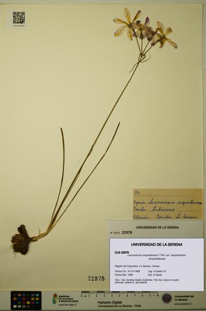 Leucocoryne coquimbensis var. coquimbensis [Espécimen: ULS:ULS:0022978]