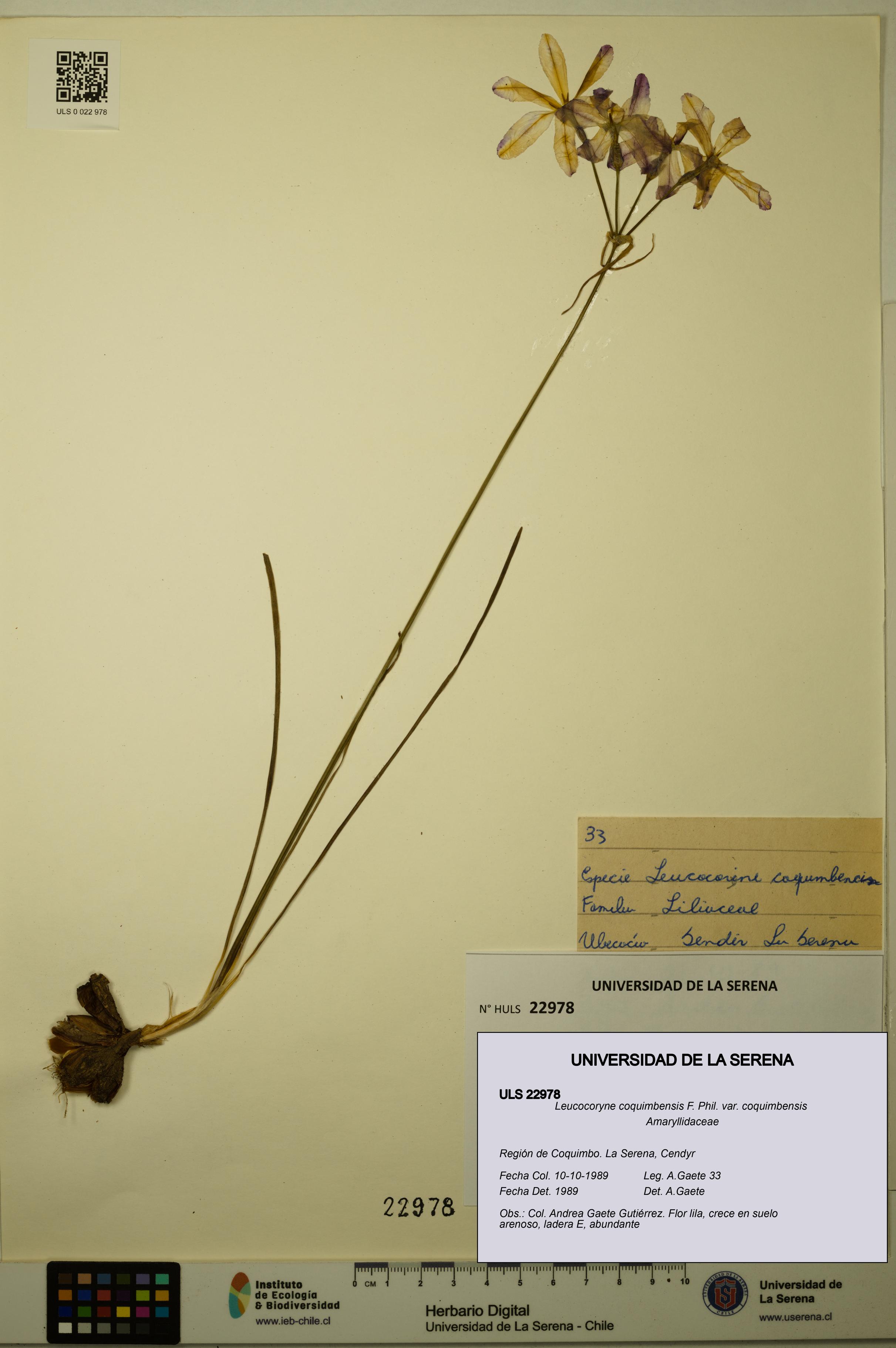 Leucocoryne coquimbensis var. coquimbensis [Espécimen: ULS:ULS:0022978]