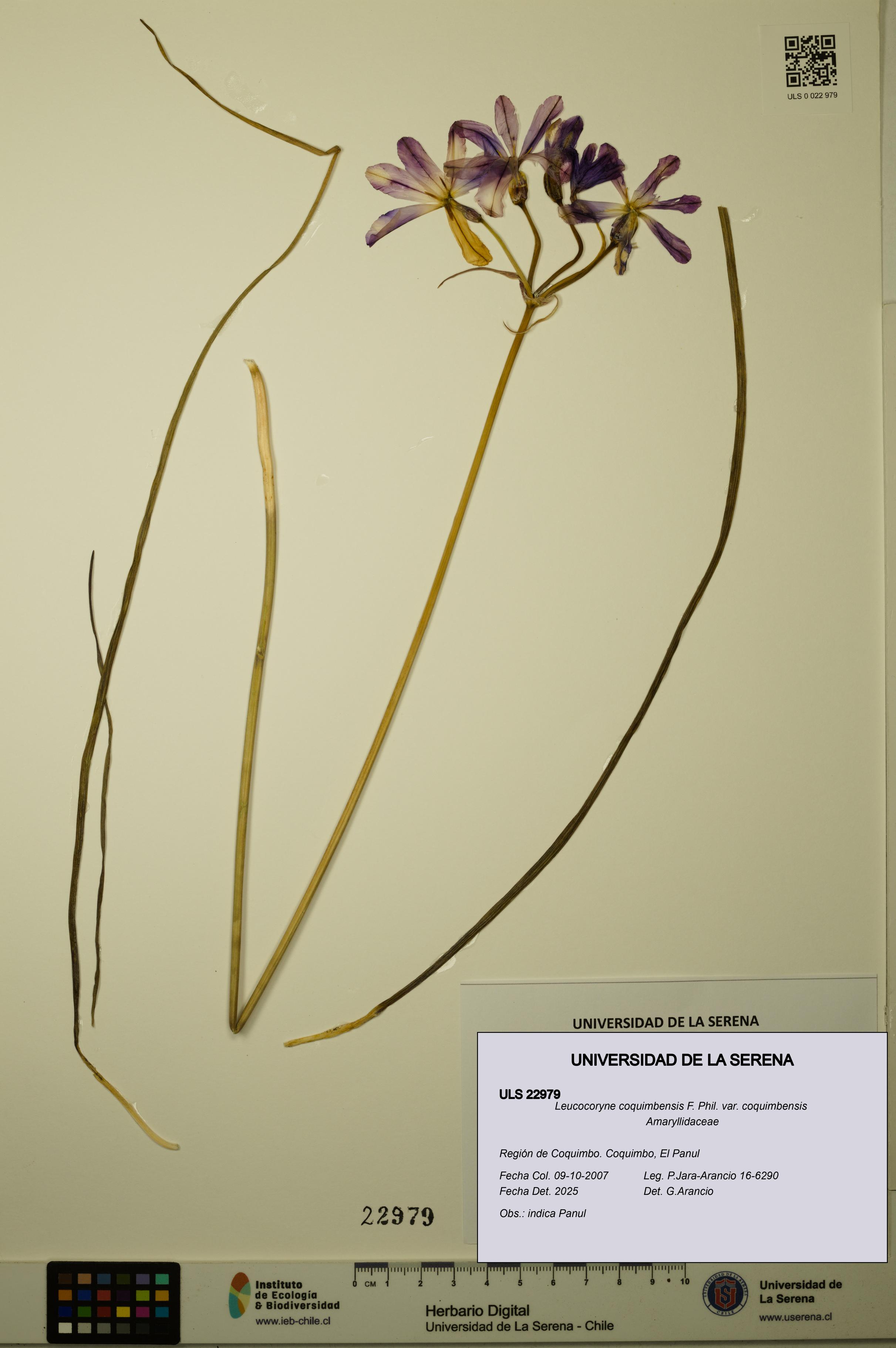 Leucocoryne coquimbensis var. coquimbensis [Espécimen: ULS:ULS:0022979]