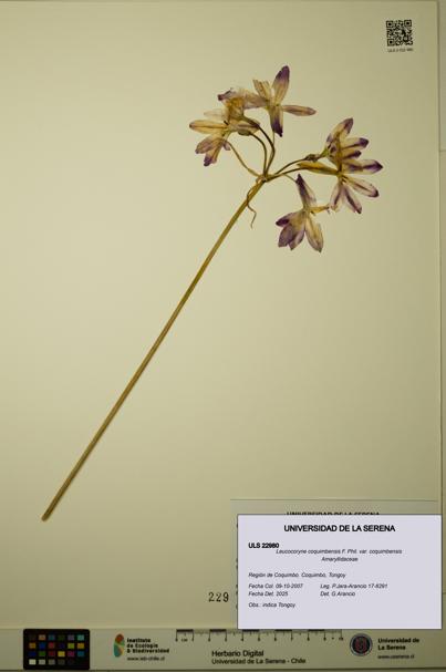 Leucocoryne coquimbensis var. coquimbensis [Espécimen: ULS:ULS:0022980]
