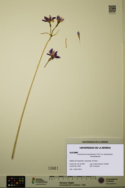 Leucocoryne coquimbensis var. coquimbensis [Espécimen: ULS:ULS:0022981]