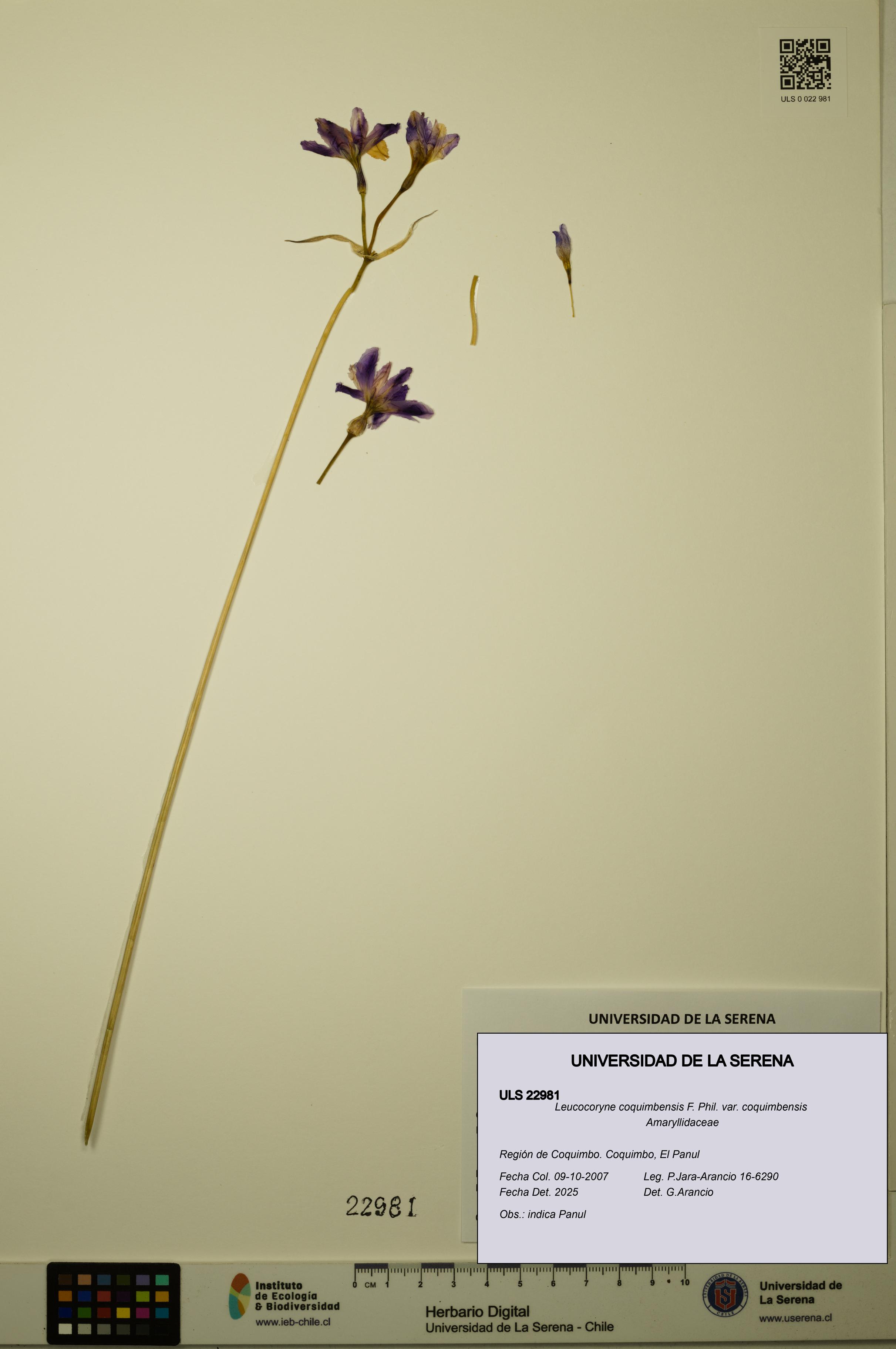 Leucocoryne coquimbensis var. coquimbensis [Espécimen: ULS:ULS:0022981]