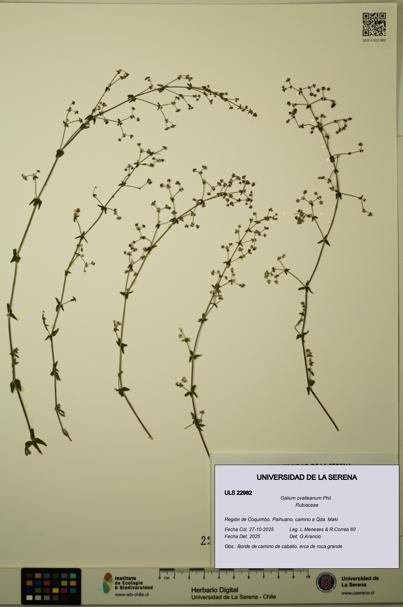 Galium ovalleanum [Espécimen: ULS:ULS:0022982]