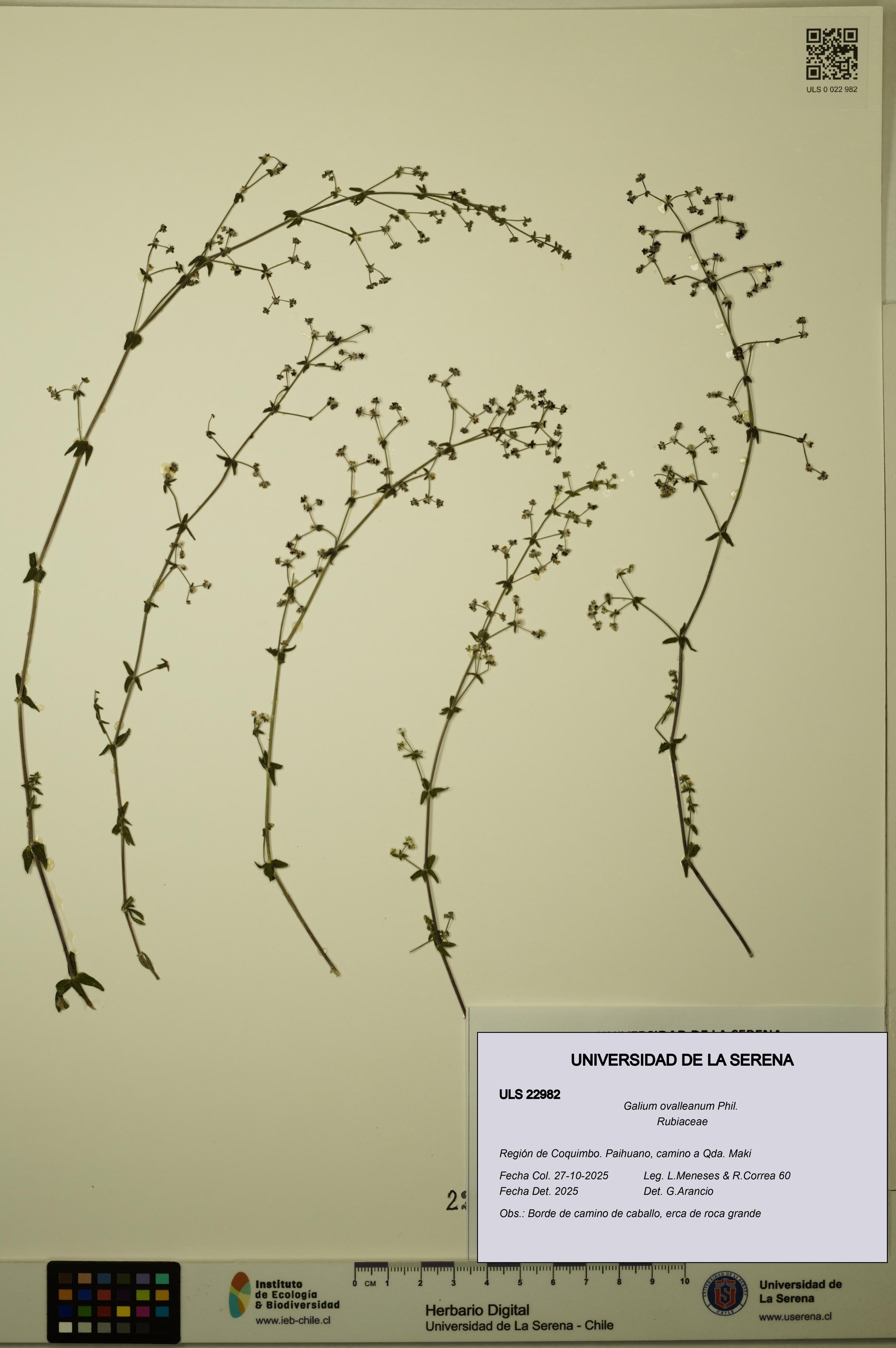 Galium ovalleanum [Espécimen: ULS:ULS:0022982]