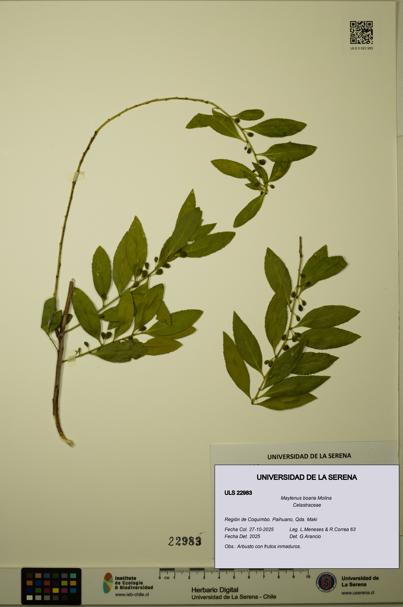 Maytenus boaria [Espécimen: ULS:ULS:0022983]