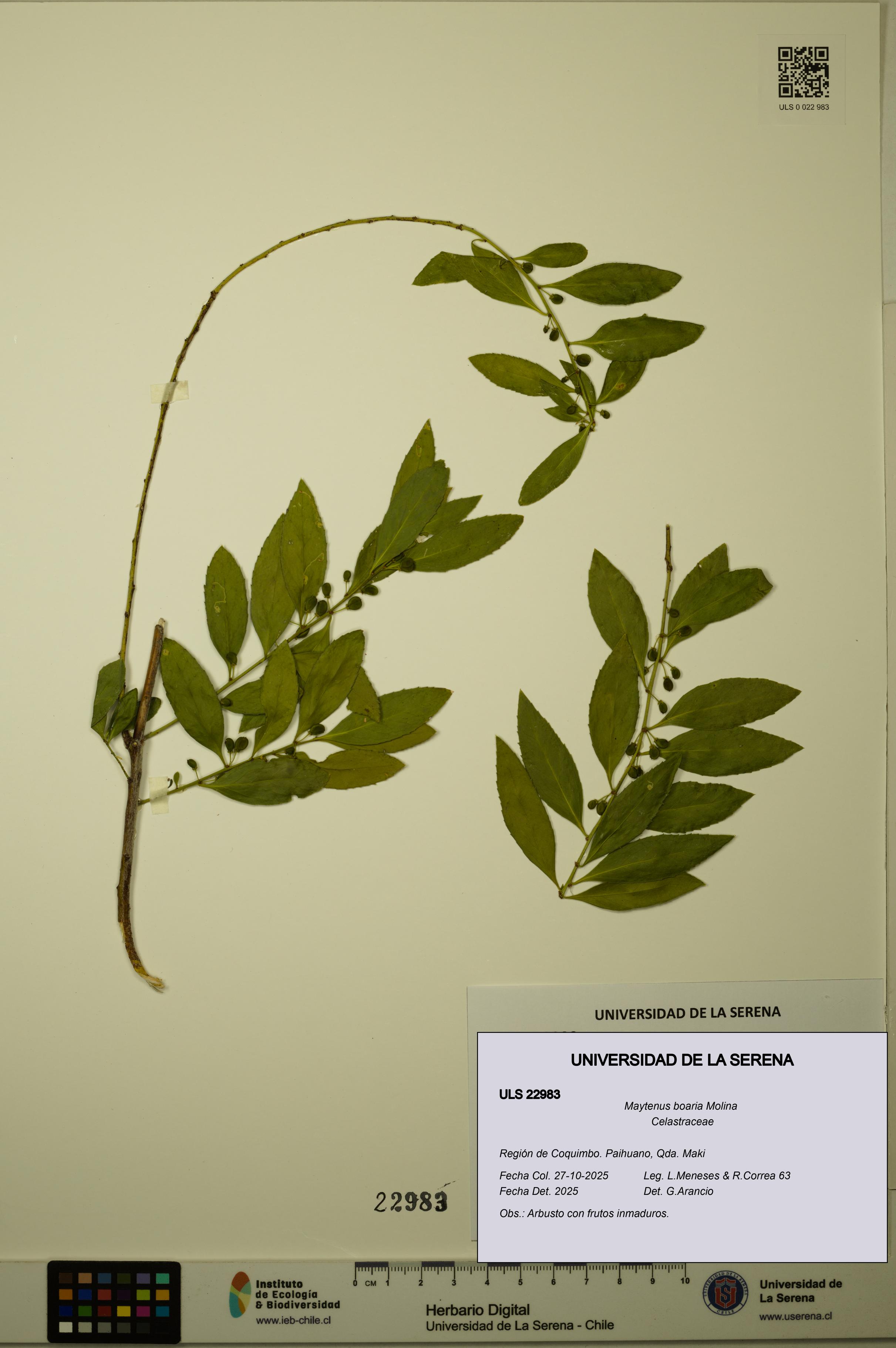 Maytenus boaria [Espécimen: ULS:ULS:0022983]