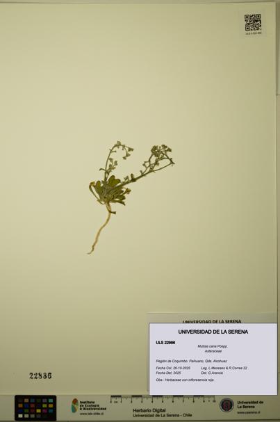 Mutisia cana [Espécimen: ULS:ULS:0022986]