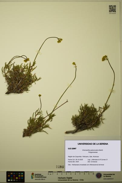 Chorizanthe peduncularis [Espécimen: ULS:ULS:0022987]