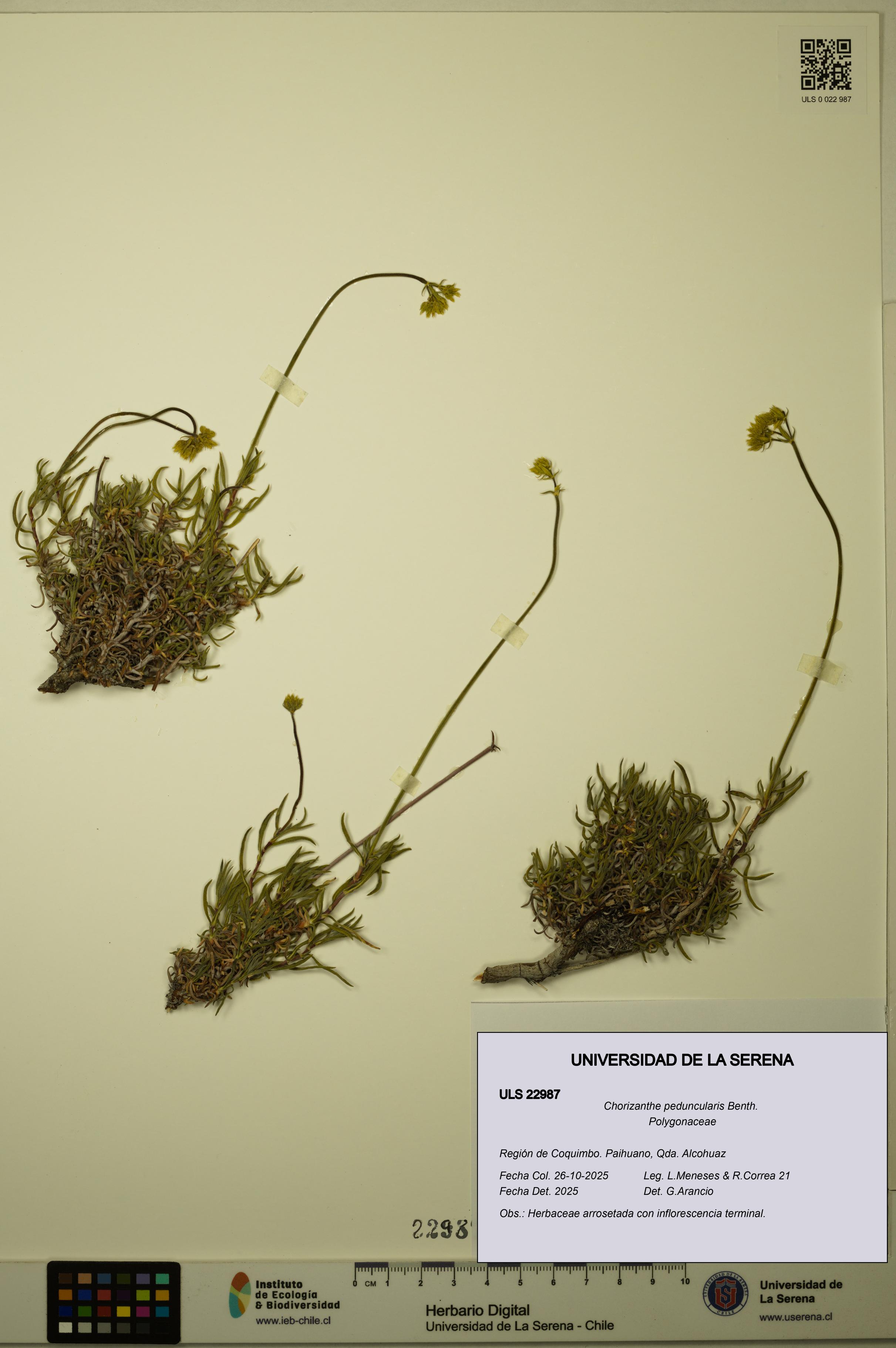 Chorizanthe peduncularis [Espécimen: ULS:ULS:0022987]