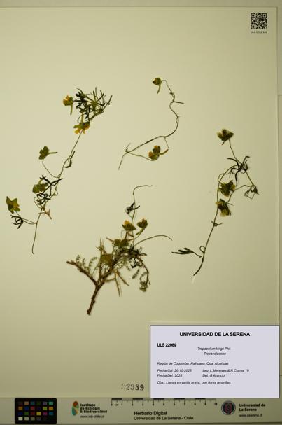 Tropaeolum kingii [Espécimen: ULS:ULS:0022989]