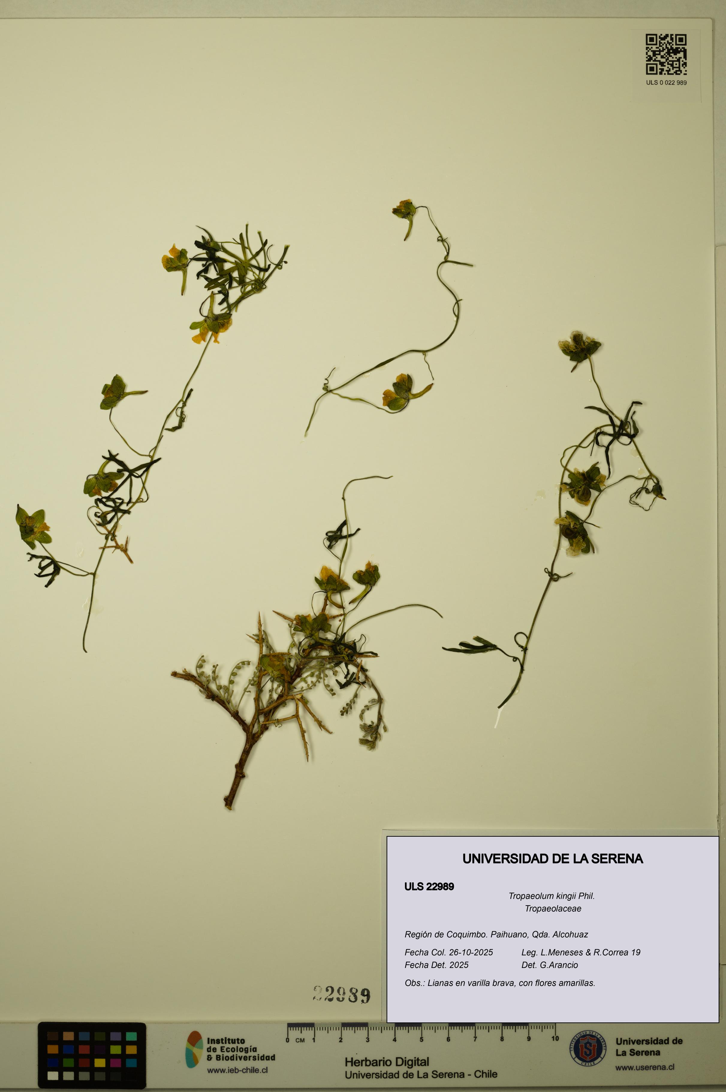 Tropaeolum kingii [Espécimen: ULS:ULS:0022989]