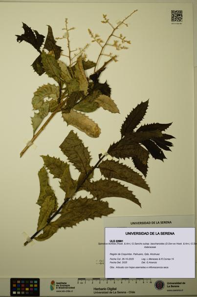 Spinoliva ilicifolia subsp. baccharoides [Espécimen: ULS:ULS:0022991]