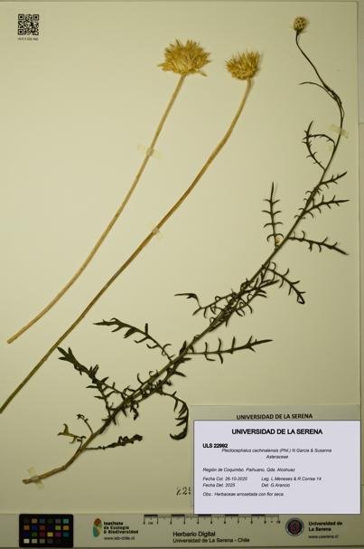 Plectocephalus cachinalensis [Espécimen: ULS:ULS:0022992]