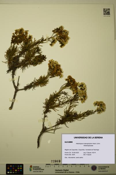 Heliotropium stenophyllum [Espécimen: ULS:ULS:0022993]