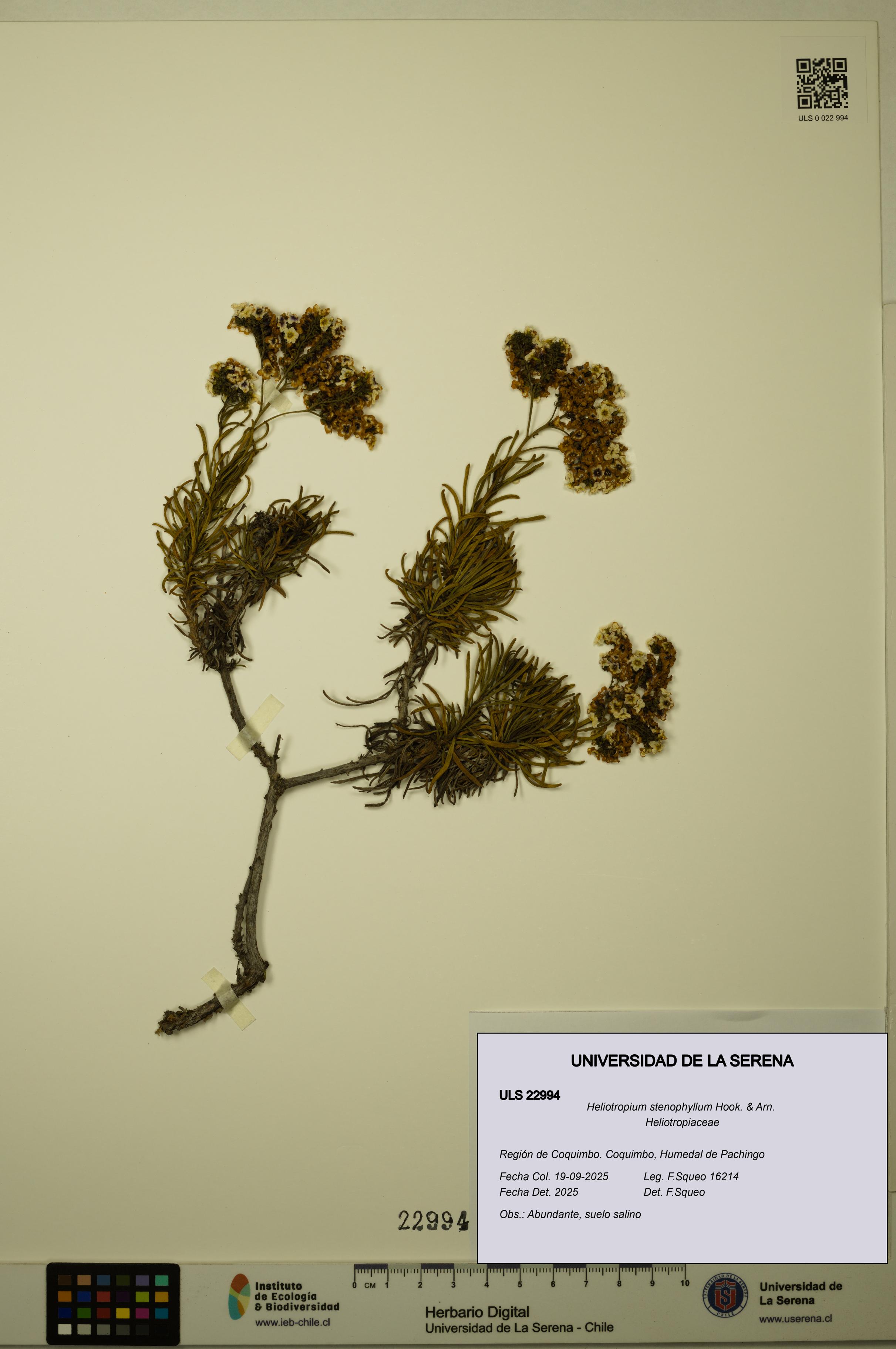 Heliotropium stenophyllum [Espécimen: ULS:ULS:0022994]