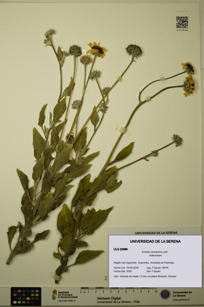 Encelia canescens [Espécimen: ULS:ULS:0022996]