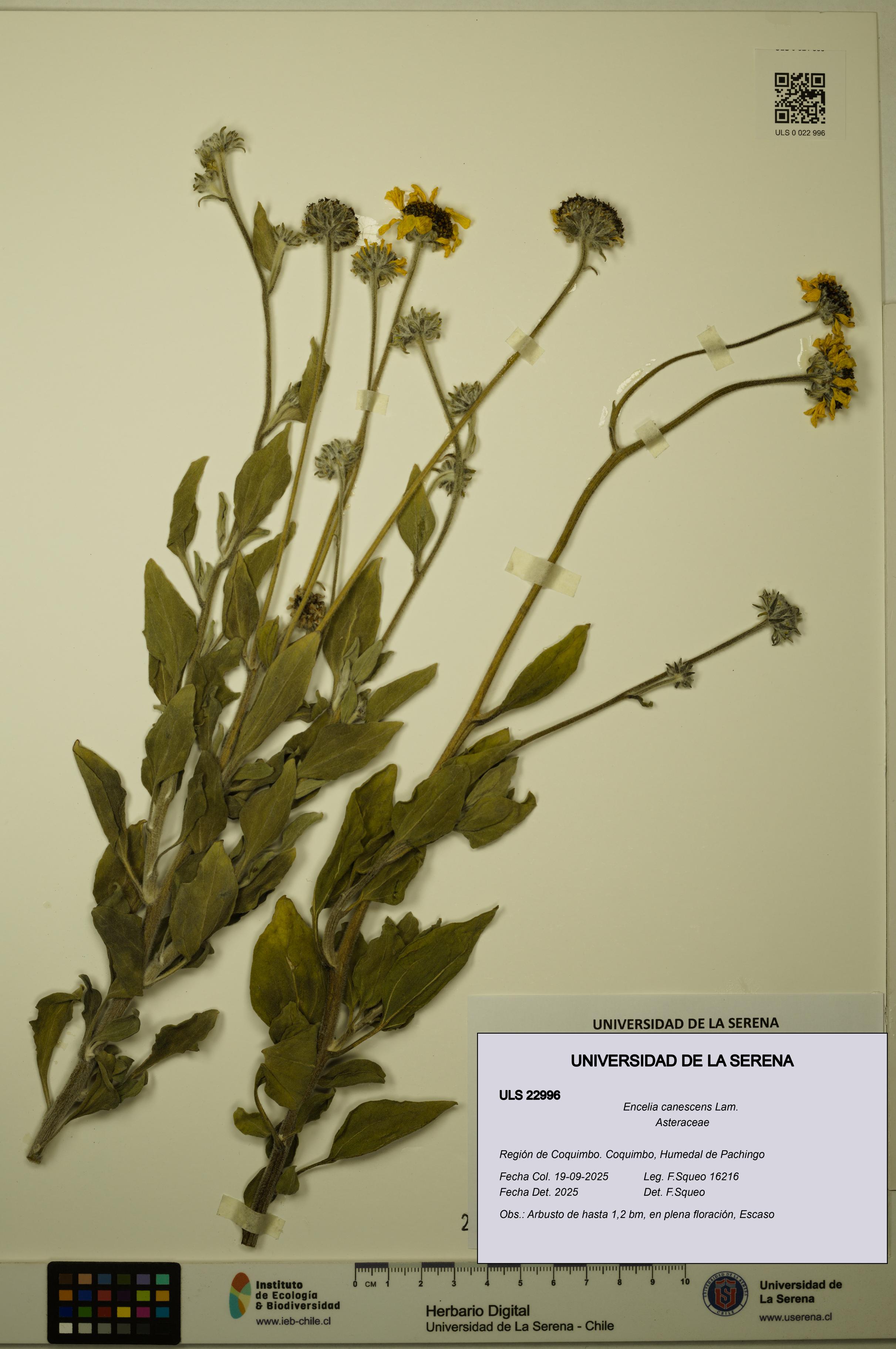 Encelia canescens [Espécimen: ULS:ULS:0022996]