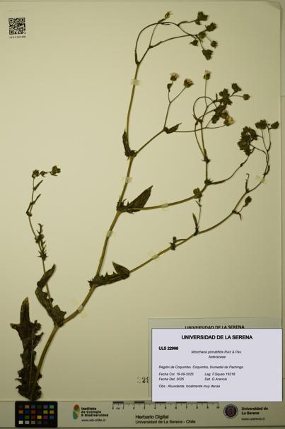 Moscharia pinnatifida [Espécimen: ULS:ULS:0022998]