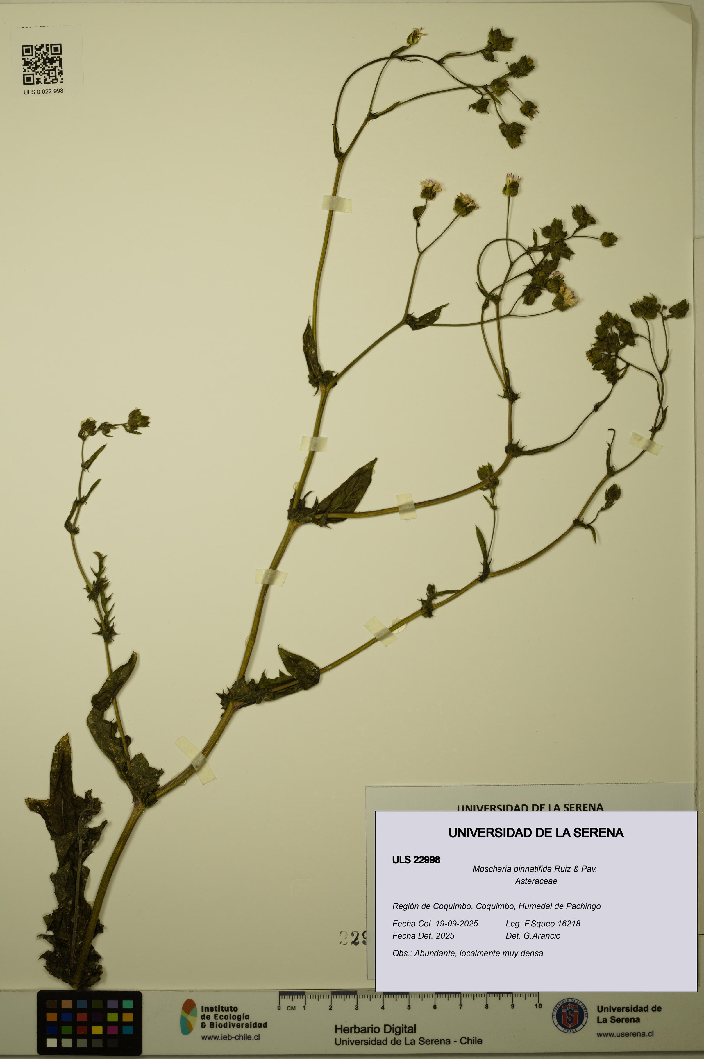 Moscharia pinnatifida [Espécimen: ULS:ULS:0022998]