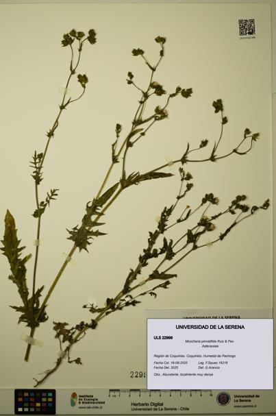 Moscharia pinnatifida [Espécimen: ULS:ULS:0022999]