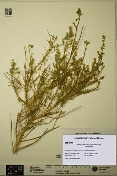 Aloysia trifida [Espécimen: ULS:ULS:0023000]