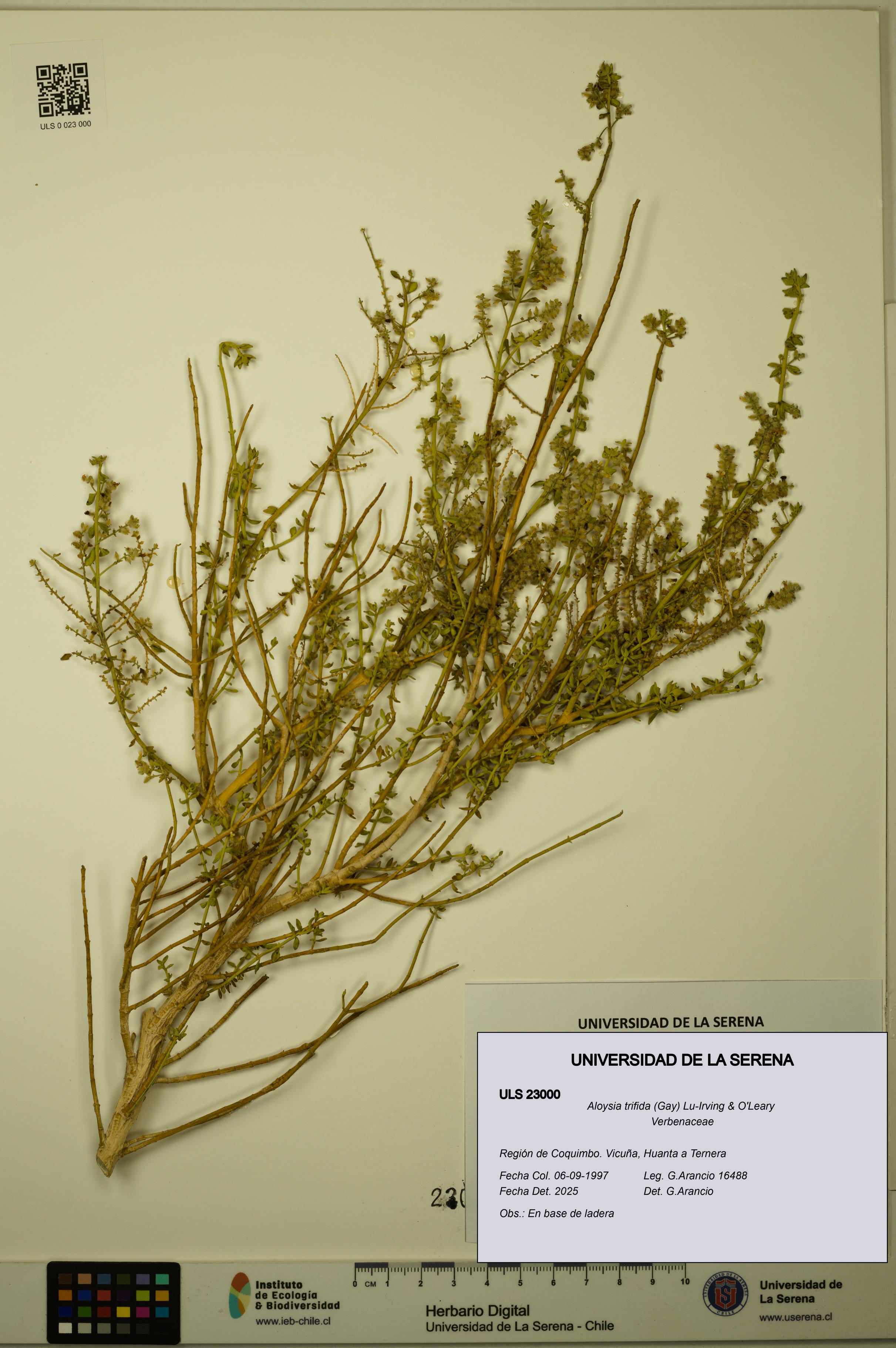 Aloysia trifida [Espécimen: ULS:ULS:0023000]