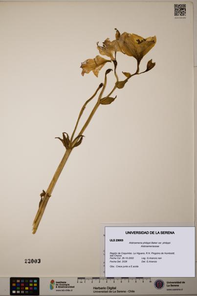 Alstroemeria philippii [Espécimen: ULS:ULS:0023003]