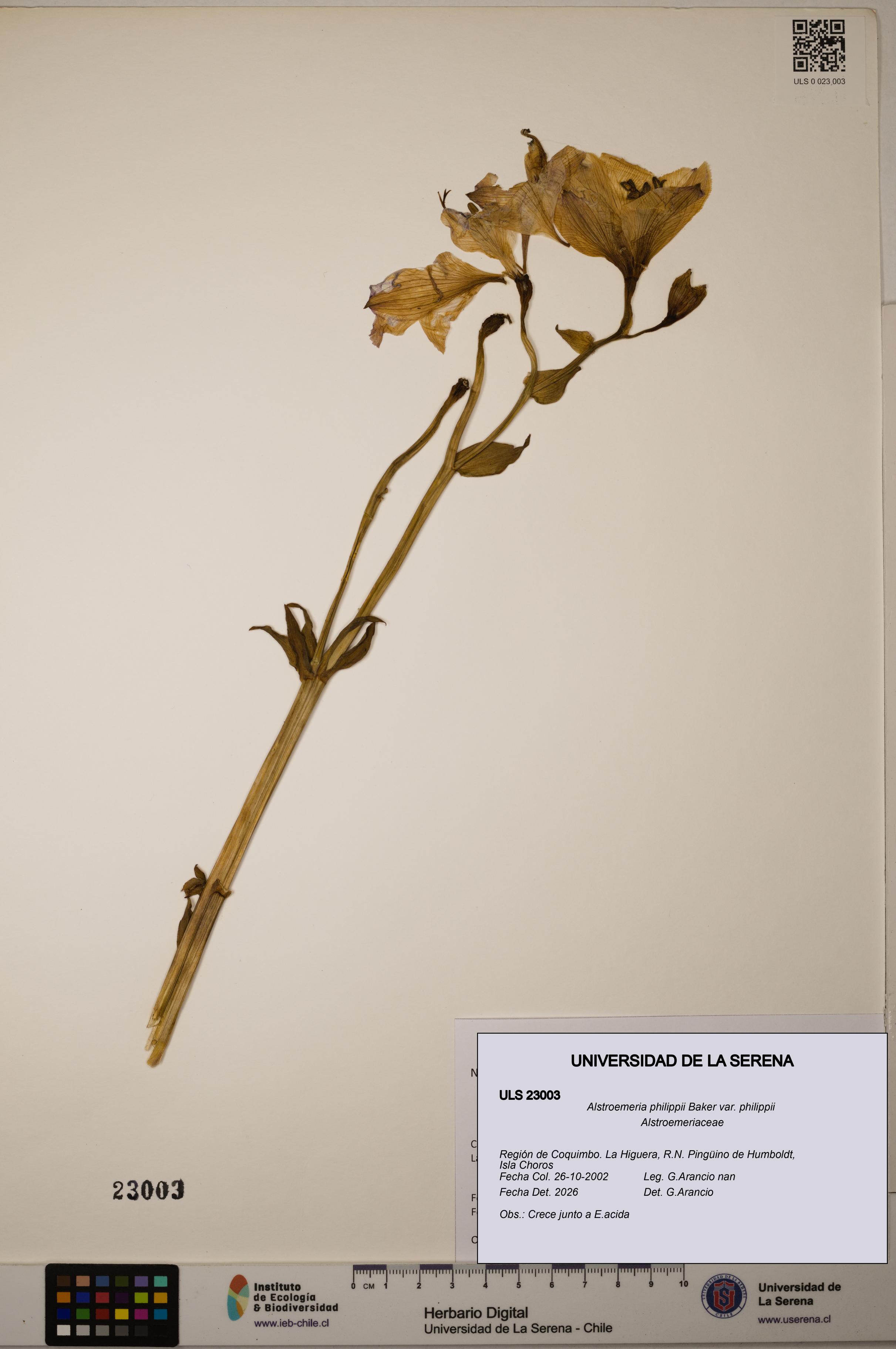 Alstroemeria philippii [Espécimen: ULS:ULS:0023003]