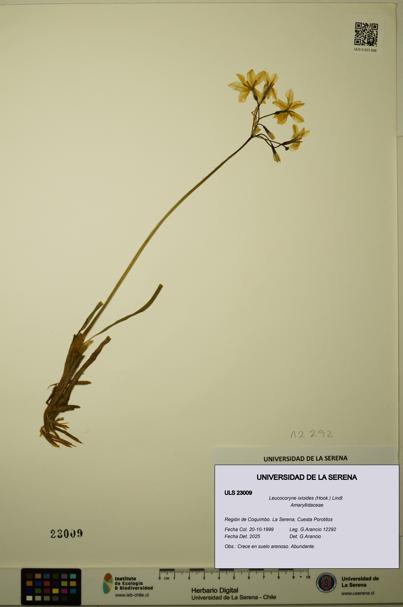 Leucocoryne ixioides [Espécimen: ULS:ULS:0023009]