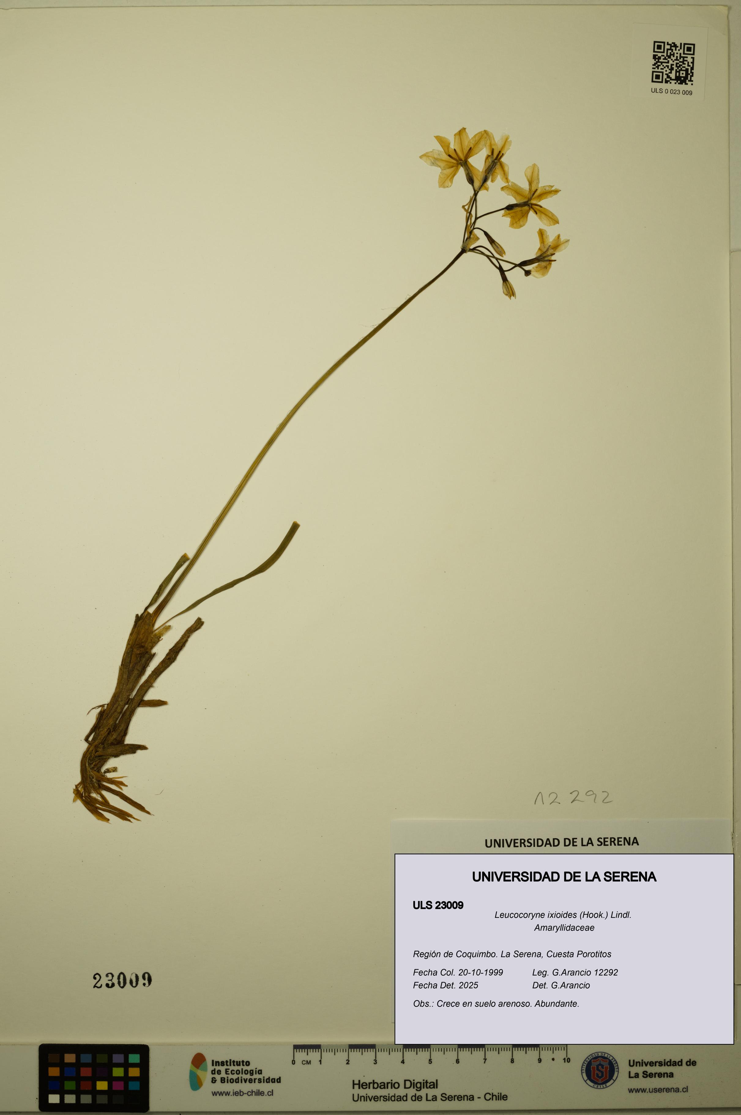 Leucocoryne ixioides [Espécimen: ULS:ULS:0023009]