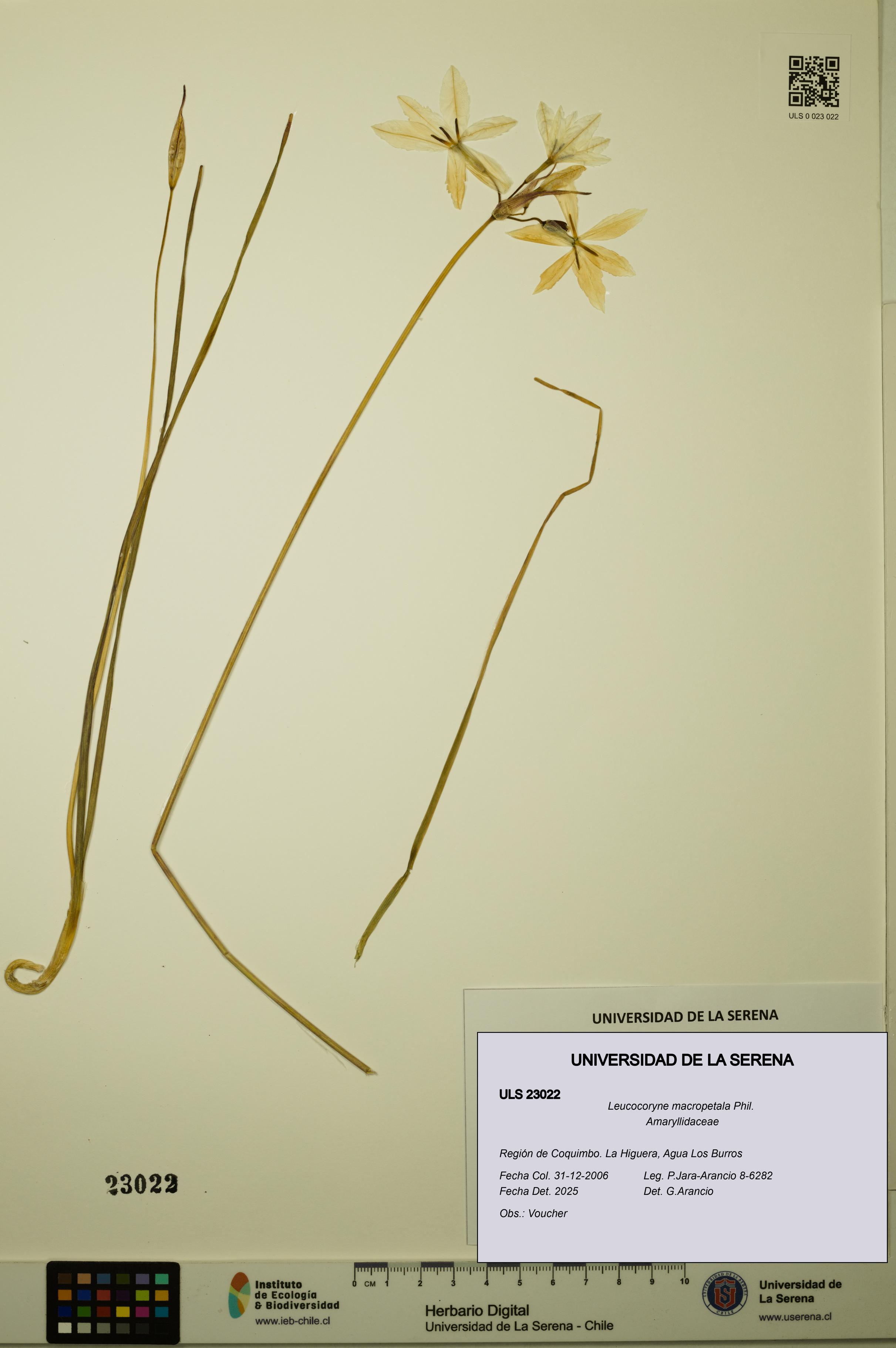 Leucocoryne macropetala [Espécimen: ULS:ULS:0023022]