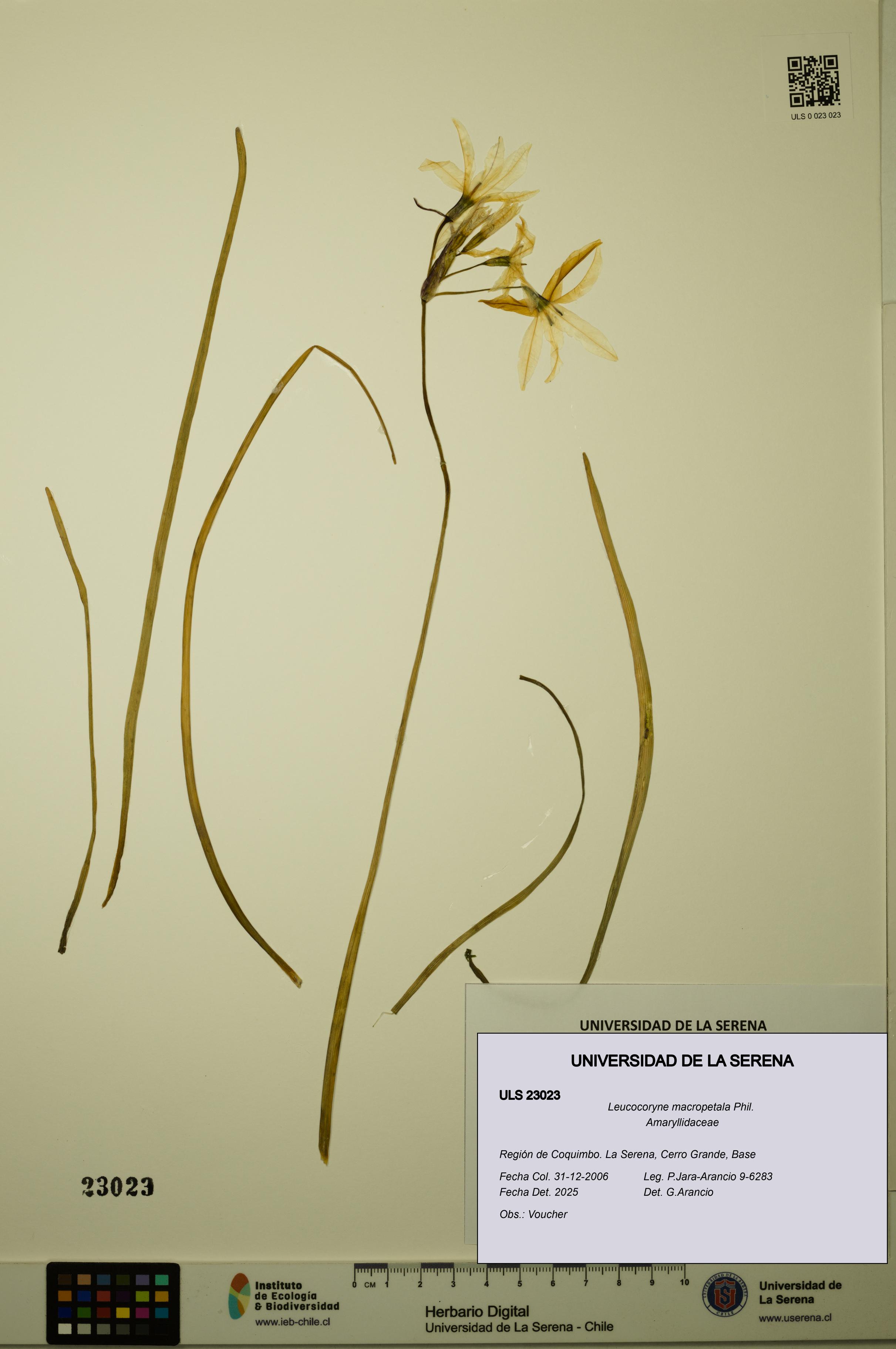 Leucocoryne macropetala [Espécimen: ULS:ULS:0023023]