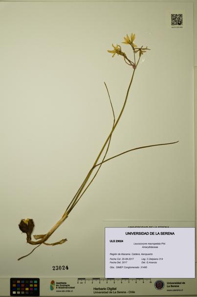 Leucocoryne macropetala [Espécimen: ULS:ULS:0023024]