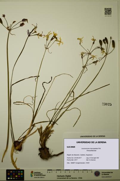 Leucocoryne macropetala [Espécimen: ULS:ULS:0023025]