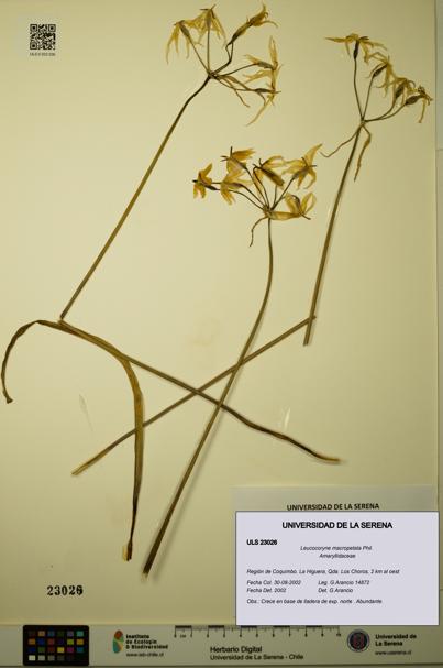 Leucocoryne macropetala [Espécimen: ULS:ULS:0023026]