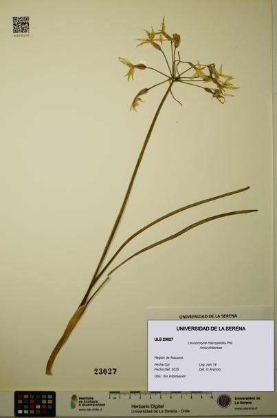 Leucocoryne macropetala [Espécimen: ULS:ULS:0023027]