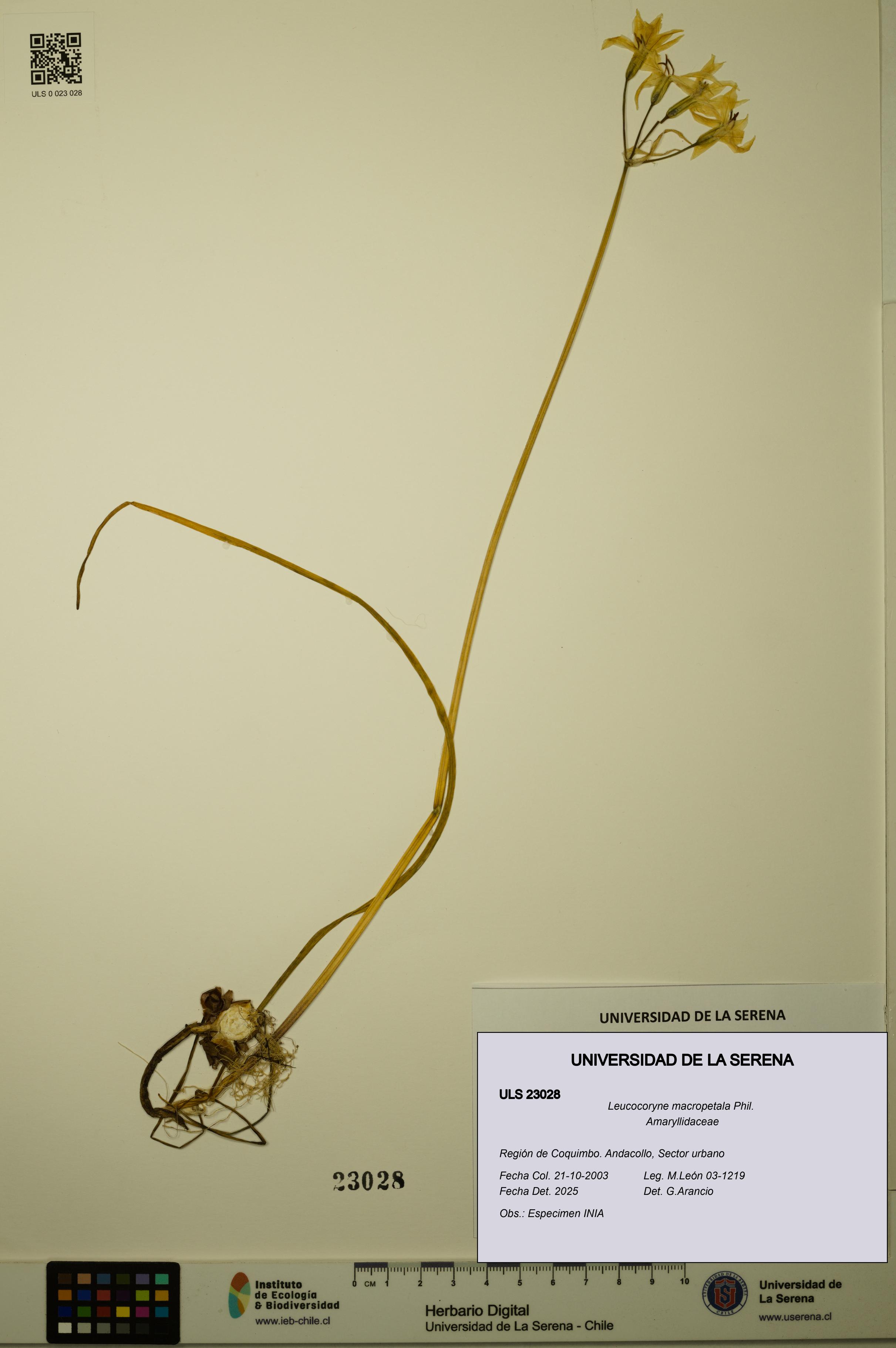 Leucocoryne macropetala [Espécimen: ULS:ULS:0023028]